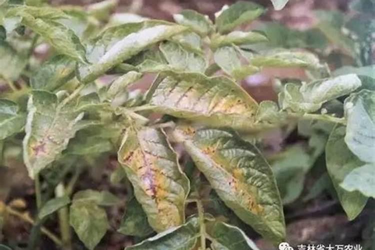 我种的土豆长出的叶子呈暗红色是怎么回事