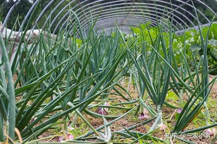 葱头的种植方法和时间