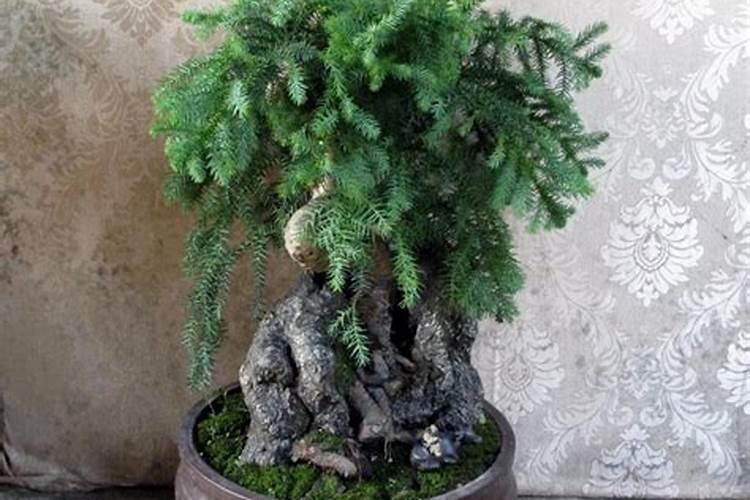 油菜的根是不是叫蔓菁？