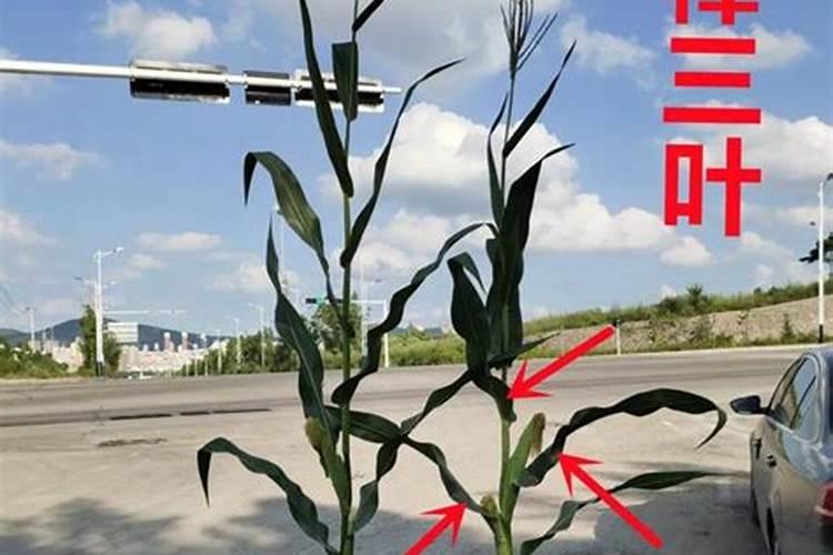 玉米出穗前使用磷酸二氢钾对玉米出棒有影响吗？