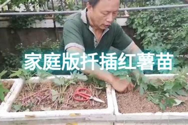 包菜的种植方法和时间 怎么种植包菜