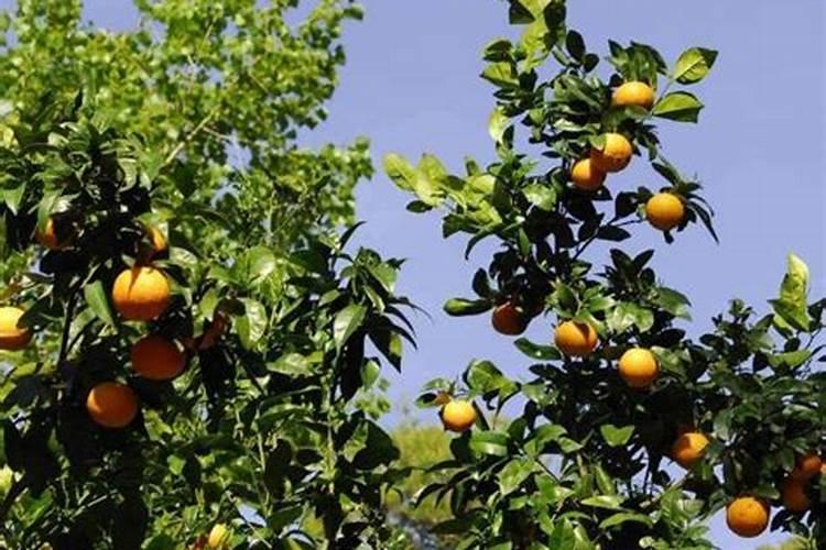 果树能用氯化钾肥料吗 有哪些优缺点