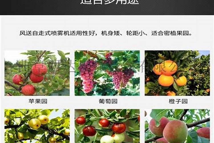 樱桃树叶子发黄叶面有黑色斑点大面积脱落