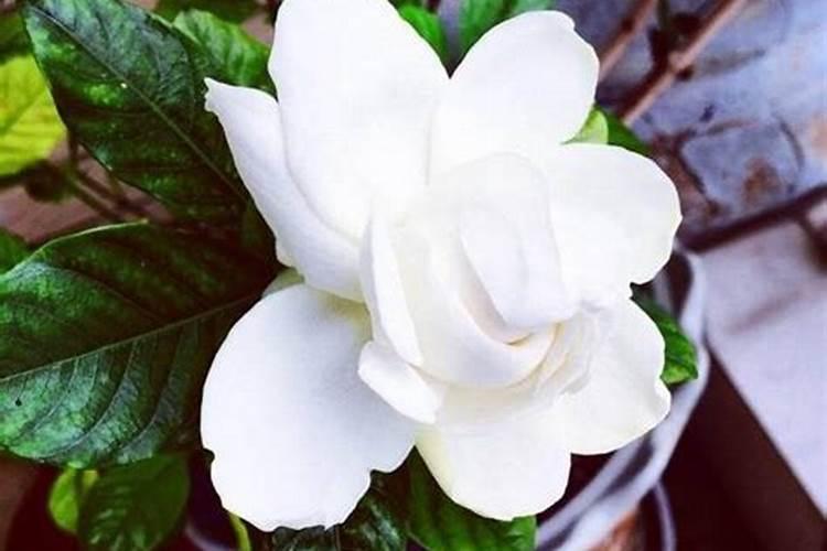 栀子花因为施肥多了叶子黄了怎么办？