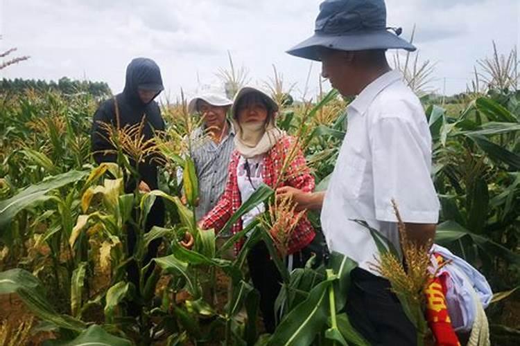 蓝莓开花结果期施什么肥好