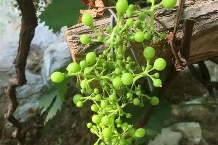 磷肥磷化工主要集中在哪几个省 磷肥中的有效磷如何提取