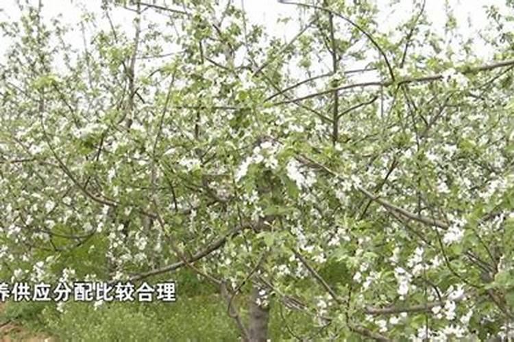 苹果谢花后应该如何施肥？有哪些注意事项吗？