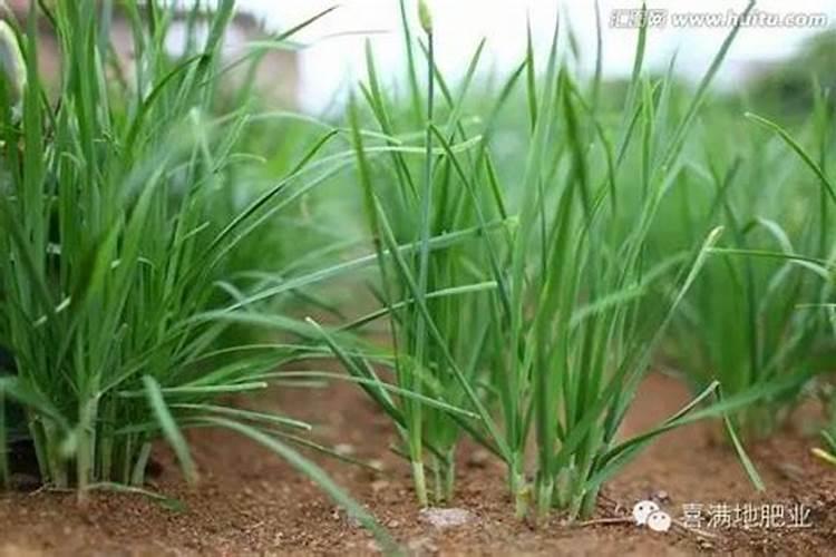 大姜种植时如何提高成活率以防止死苗？