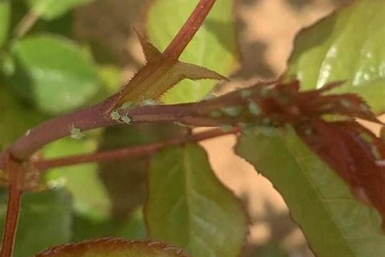 月季花蚜虫用什么药