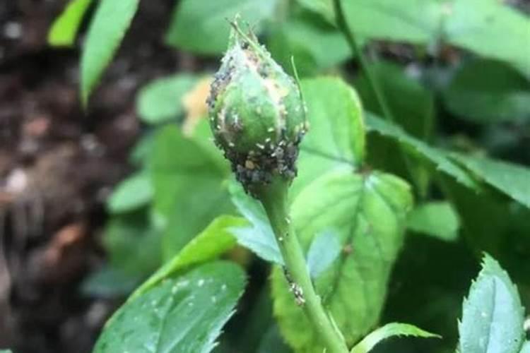 养月季出现蚜虫红蜘蛛用“烟丝水”喷叶子杀虫很管用