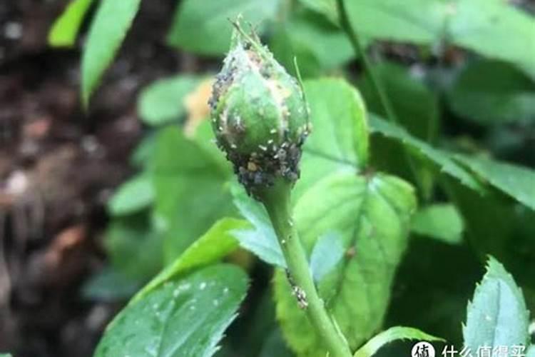 月季蚜虫怎么防治？