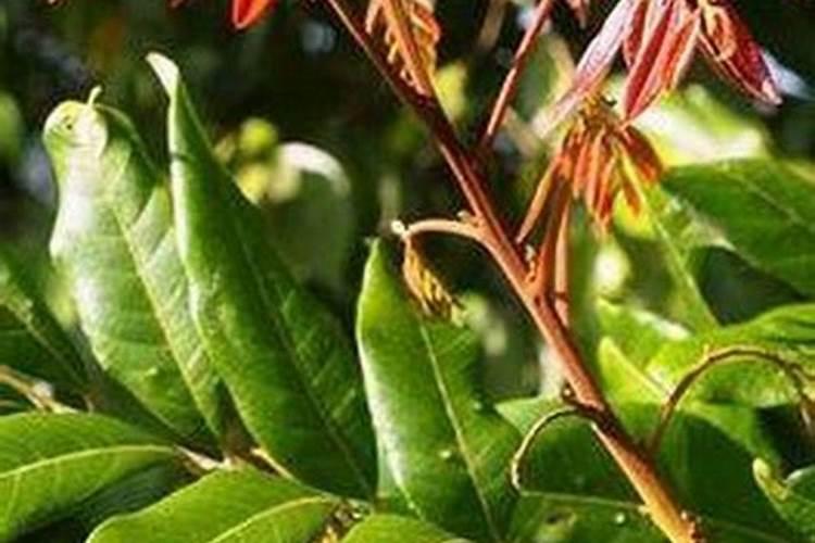 小菊花怎么养殖方法