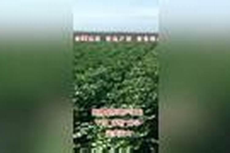养花复合肥(盆栽花卉如何使用花多多及复合肥)