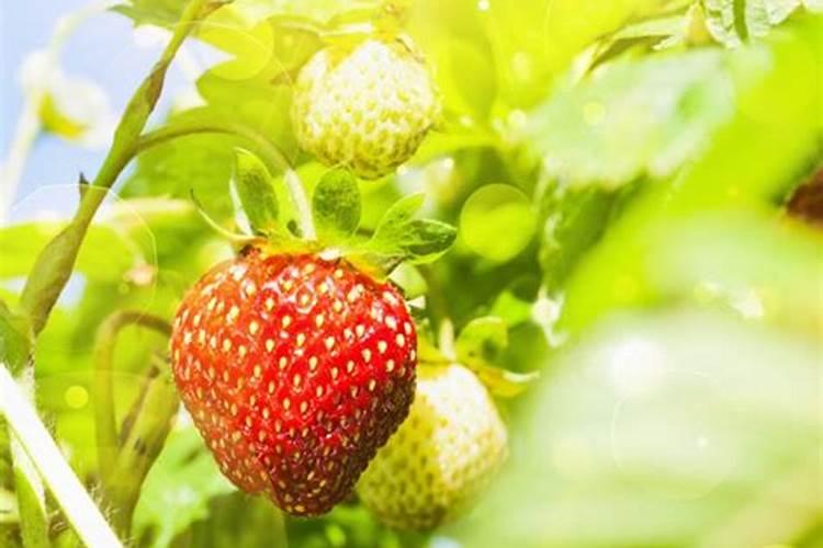 草莓用什么肥料果子又大又甜