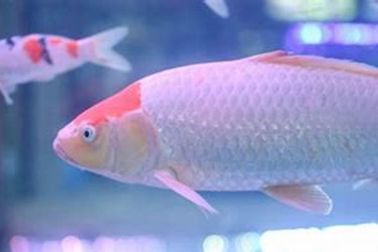 仙客来开花时如何施肥,开花后的处理