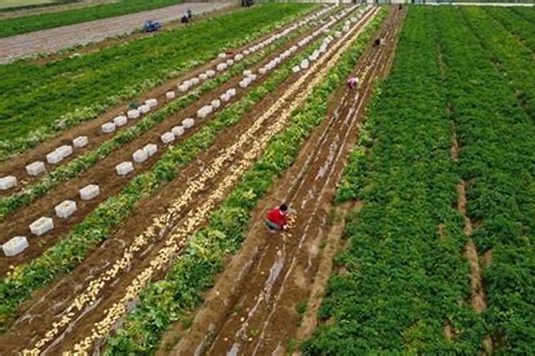 种土豆每亩用多少肥料最好