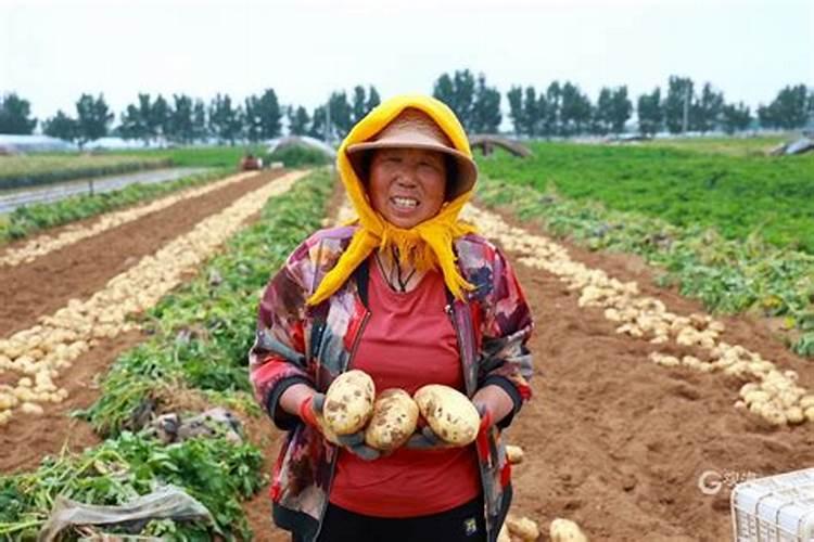 种植土豆用什么化肥
