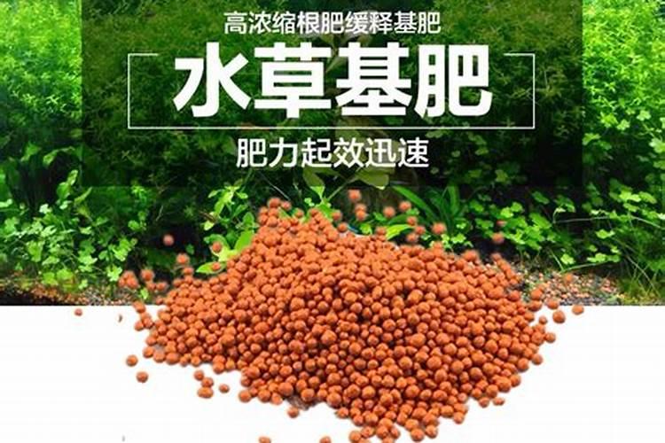 金钻施肥什么肥料最好金钻施肥要注意什么