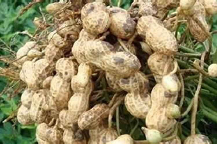 葵花种用什么肥料