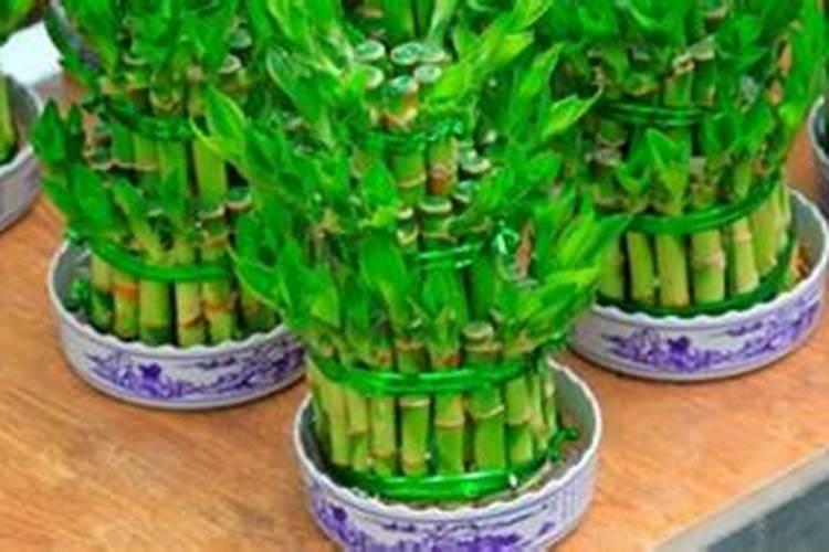 氮肥适合哪些蔬菜.