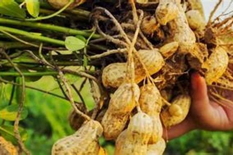 宠物鱼新手最大的困惑:如何确定硝化细菌已培养完成？哗仔来答疑百度知 ...