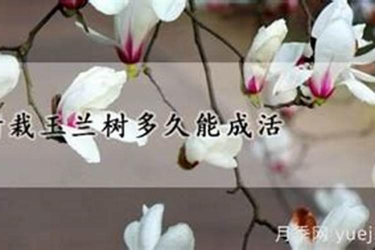 今年新栽的树是否可以施肥 施肥的注意事项