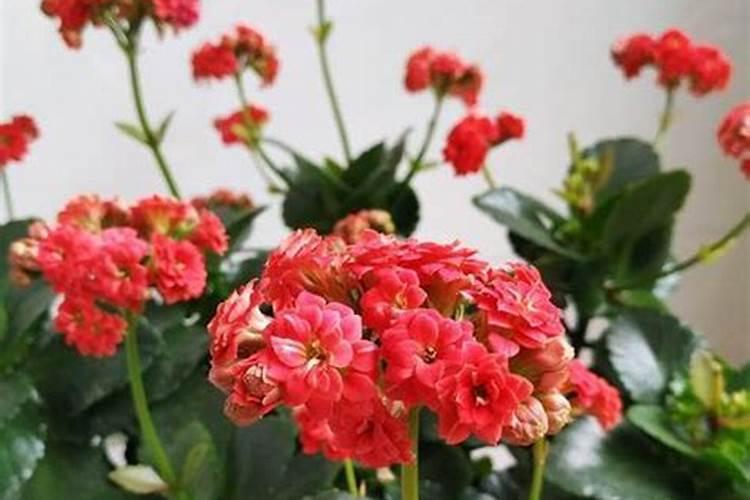 长寿花夏天怎么养施什么肥