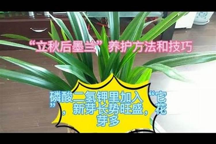 养兰花,如何使用磷酸二氢钾呢？