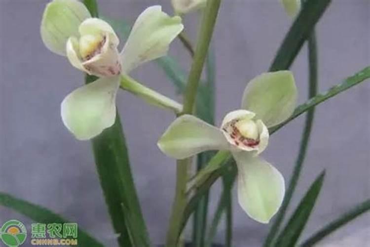 墨兰怎么养才能开花(详解墨兰催花技巧)