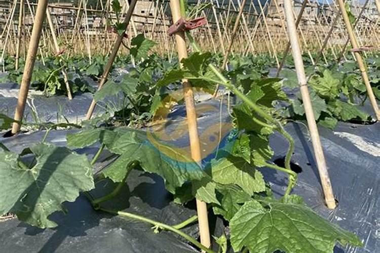 家里种花用什么肥料