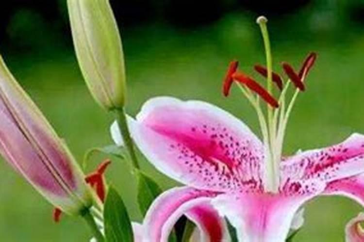 百合花怎么施肥浇水正确(怎么施肥才能长得好促使开花)