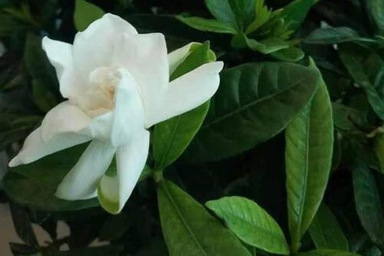 白菜苔栽培技术