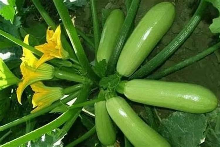 西葫芦主枝和侧枝图解？