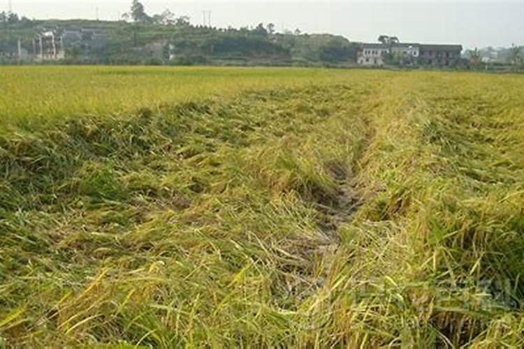 给大树施肥的正确方法