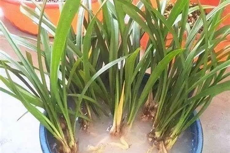 花生怎样喷施富硒营养液,每亩喷施多少,喷几次,成本增加多少,请有关专...