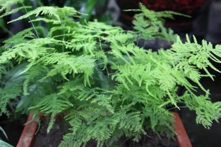 碱性土地适合种植什么值钱的疏菜？