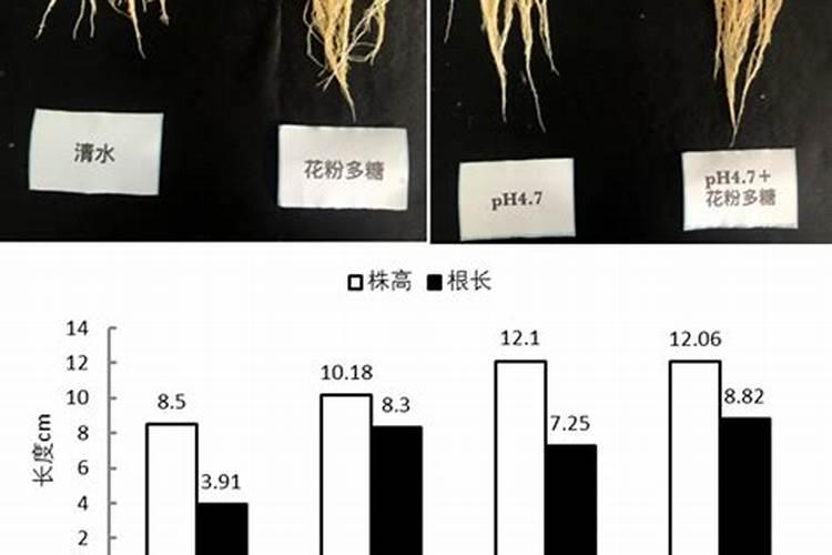 花粉多糖在农作物上的运用