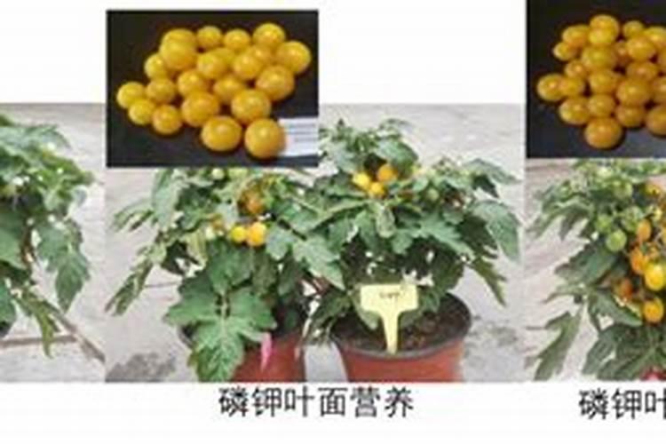茂动:新型生物刺激素选择指南,花粉多糖茂动,逆境下的农业良方