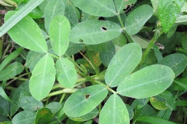 如何区别大量元素、中量元素、微量元素？
