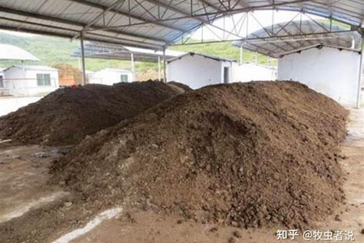火龙果挂果期需补哪种肥料