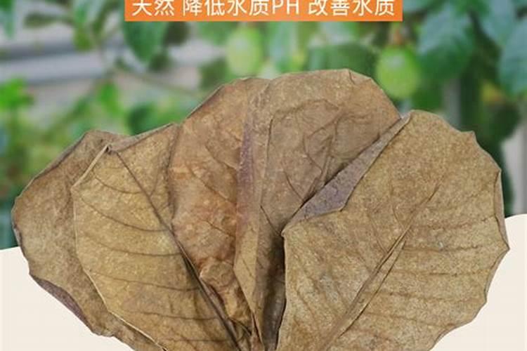 坚果叶面肥氨基酸含量多少