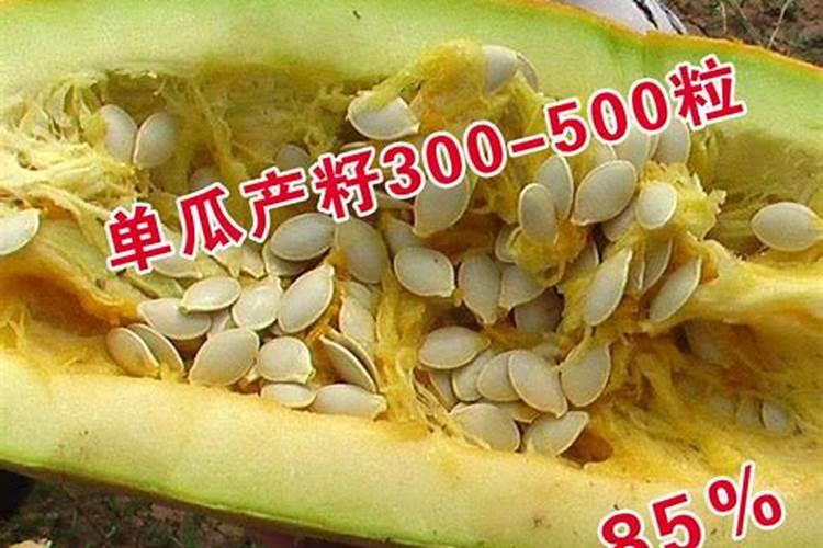 西葫芦肥料的禁忌 西葫芦需要什么肥料