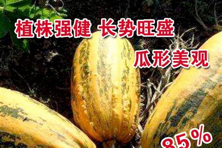 春种西葫芦要施氮钾肥,春种西葫芦要施多少氮钾肥？