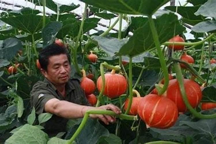 急!急!急!!!向农业专家请教:为什么种植南瓜时在花期时小南瓜就夭折了...