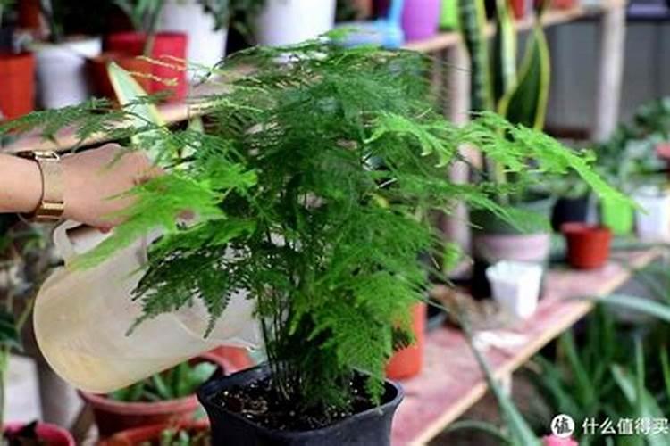 文竹需要哪些肥料