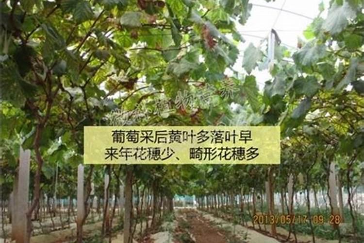 山药施肥应该补充什么微量元素？