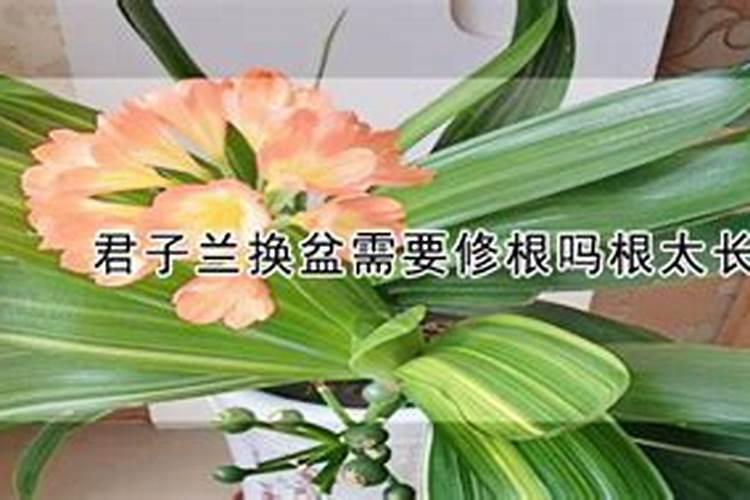 君子兰换盆后多久可以施肥