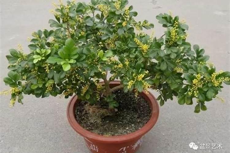 化肥氮磷钾的分别作用是什么