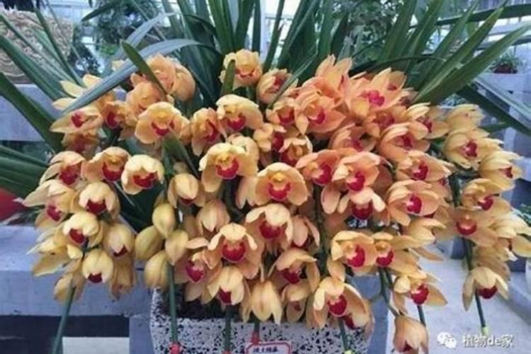 蕙兰什么季节施肥最好