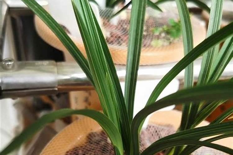 大花惠兰啥时候施肥